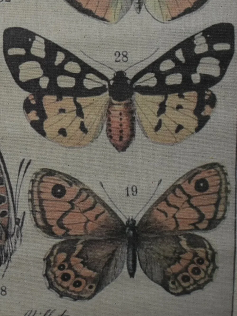 Butterfly Moth Large Linen Canvas Scroll Tapestry Boho Cottagecore Wall Decor